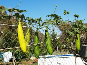 Castravete Luffa cylindrica