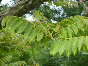 Cedru Chinezesc-Toona Sinensis
