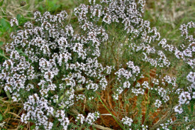 Cimbru Peren-Thymus Vulgaris