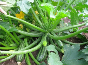 Dovlecel zucchini Cocozelle