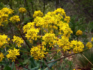 Drobusor-Isatis Tinctoria