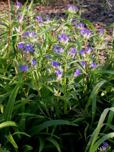 Gentiana Dahurica