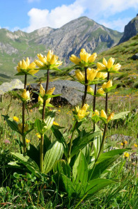Gentiana Punctata