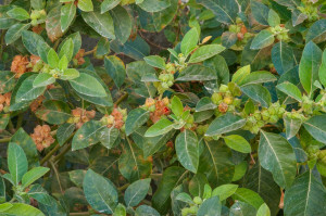 Ginseng Indian-Ashwaganda-Withania somnifera