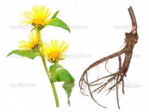 Iarbă mare-Inula helenium