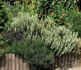 Isop alb-Hyssopus officinalis