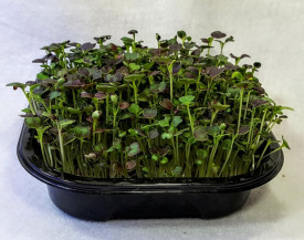 Microgreens