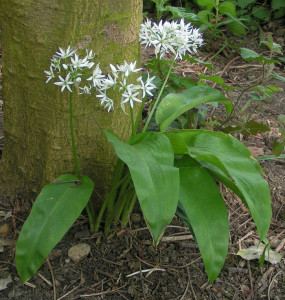 Leurda-Allium Ursinum