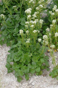 Lingureaua-Cochlearia officinalis