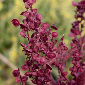 Loboda rosie-Atriplex hortensis