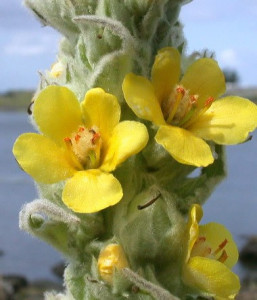 Lumanarica-Verbascum thapsus