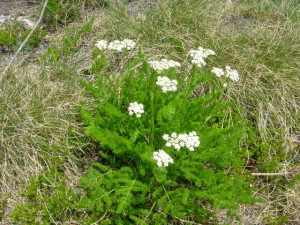 Meum athamanticum