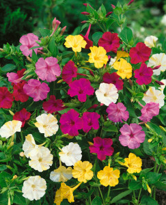 Mirabilis Jalapa mix