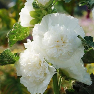 Nalba de gradina Double White