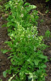 Rucola-Eruca Sativa L.