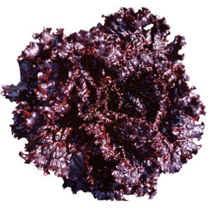 Salata Black Rose