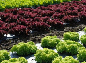 Salata Lollo Rossa