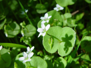 Salata minerului-Claytonia Perfoliata