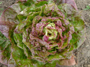 Salata Sanguine Amelioree