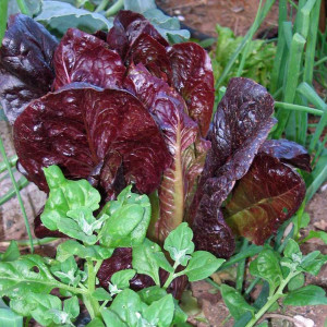 Salata verde Red Romaine-Red Cos Lettuce