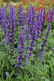 Salvia Farinacea Victoria Blue