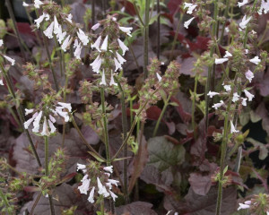 Salvia lyrata Purple Volcano