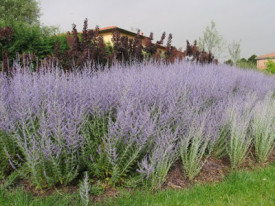 Salvia Rusa Perovskia Atriplicifolia