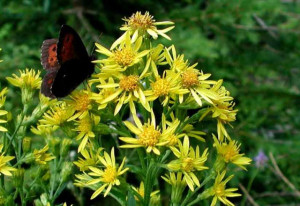 Splinuta-Solidago Virgaurea
