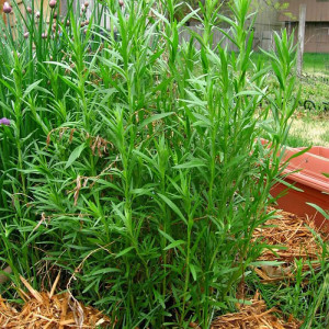 Tarhon-Artemisia dracunculus