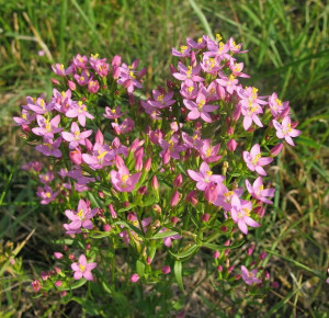 Tintaura-Centaurium erythraea
