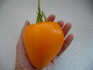 Tomate Inima de Bou Orange