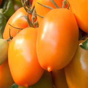 Tomate Orange Icicle