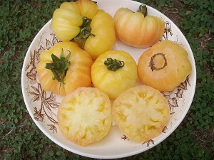 Tomate White Princess