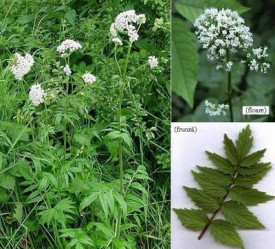 Valeriana-Valeriana officinalis