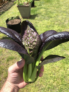 Varza chinezeasca Pak Choi Rubi F1