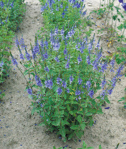Veronica Teucrium Royal Blue