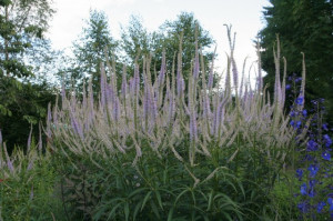 Veronicastrum virginicum