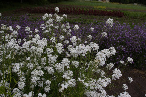 Violeta de noapte-Hesperis Matronalis Alba