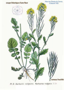 Winter Cress-Barbarea Vulgaris