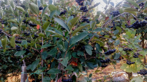 Aronia melanocarpa nero