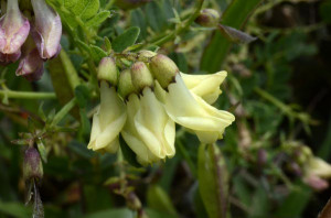 Astragalus Membranaceus