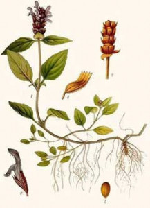 Busuioc de camp-Prunella Vulgaris