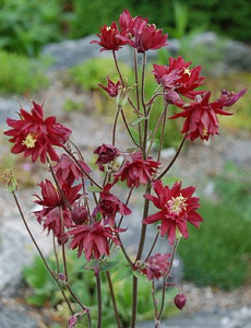 Caldarusa-Aquilegia vulgaris Double Rubies