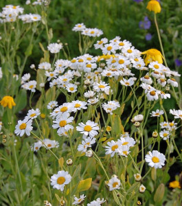 Calomfir-Tanacetum Balsamita
