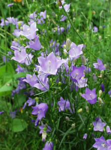 Campanula Rotundifolia