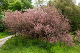 Catina Rosie-Tamarix Tetrandra 