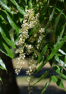 Cedru Chinezesc-Toona Sinensis