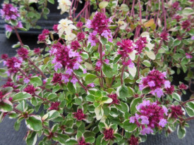 Cimbrisor-Thymus pulegioides Foxley