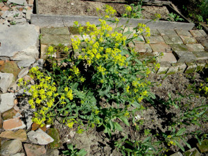 Drobusor-Isatis Tinctoria