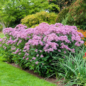 Eupatorium Maculatum Atropurpureum